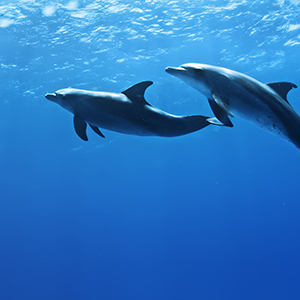 关于股票恢复转让的公告