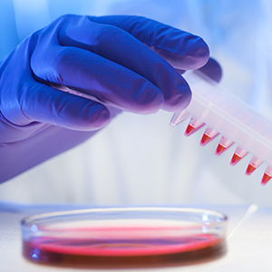 关于股票暂停转让的公告